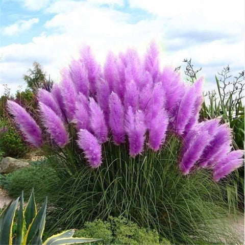 Image of 100pcs New Rare Impressive Purple Pampas Grass bonsais Ornamental home garden Plants Flowers bonsais Cortaderia Selloana