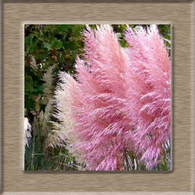 Image of 100pcs New Rare Impressive Purple Pampas Grass bonsais Ornamental home garden Plants Flowers bonsais Cortaderia Selloana