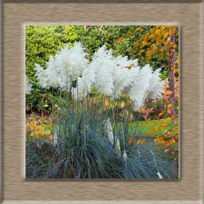 Image of 100pcs New Rare Impressive Purple Pampas Grass bonsais Ornamental home garden Plants Flowers bonsais Cortaderia Selloana