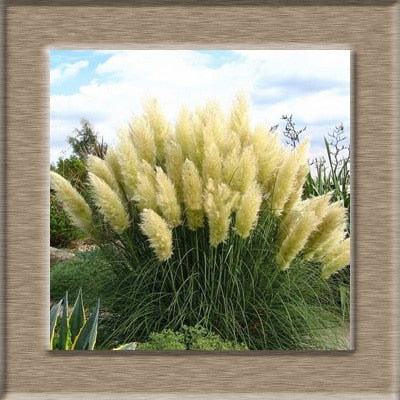 Image of 100pcs New Rare Impressive Purple Pampas Grass bonsais Ornamental home garden Plants Flowers bonsais Cortaderia Selloana