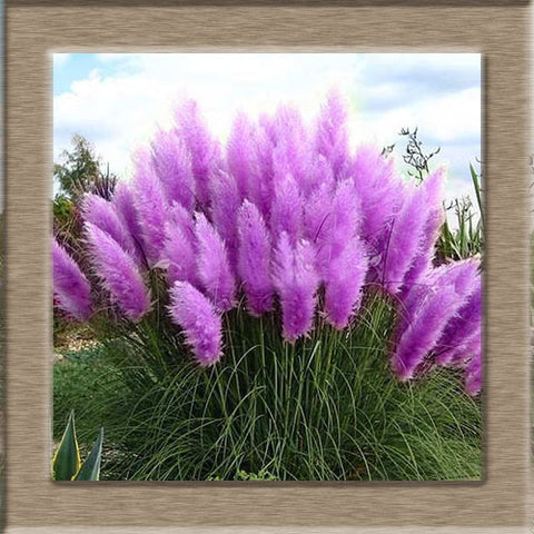 Image of 100pcs New Rare Impressive Purple Pampas Grass bonsais Ornamental home garden Plants Flowers bonsais Cortaderia Selloana
