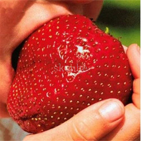 Image of 200pcs Four Seasons potted strawberry bonsais perennial results balcony flower bonsais of fruits and vegetables