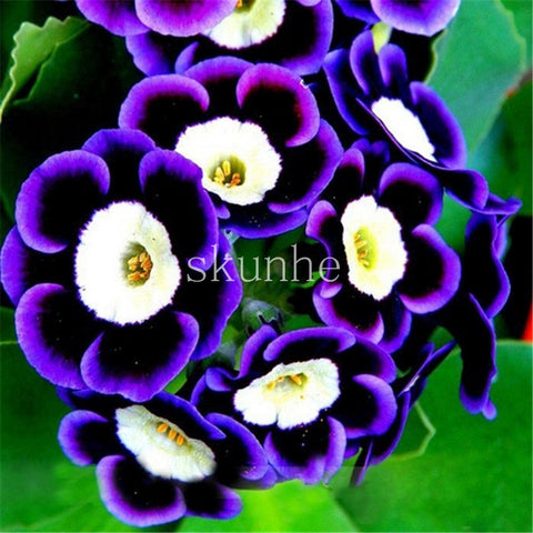 Image of Scarce Rare Phantom Petunia Flower bonsai 200pcs Pack Garden Bonsai Petunia