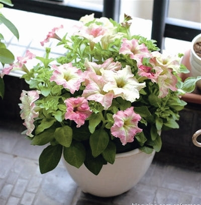 Image of Scarce Rare Phantom Petunia Flower bonsai 200pcs Pack Garden Bonsai Petunia