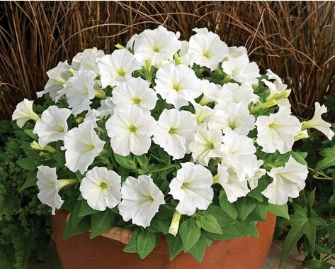 Image of Scarce Rare Phantom Petunia Flower bonsai 200pcs Pack Garden Bonsai Petunia