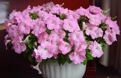 Image of Scarce Rare Phantom Petunia Flower bonsai 200pcs Pack Garden Bonsai Petunia