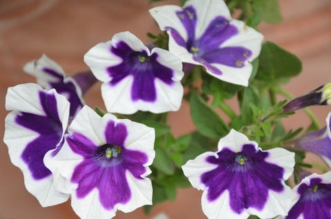 Image of Scarce Rare Phantom Petunia Flower bonsai 200pcs Pack Garden Bonsai Petunia
