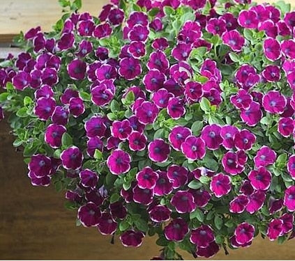 Image of Scarce Rare Phantom Petunia Flower bonsai 200pcs Pack Garden Bonsai Petunia