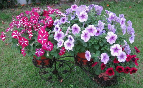 Image of Scarce Rare Phantom Petunia Flower bonsai 200pcs Pack Garden Bonsai Petunia