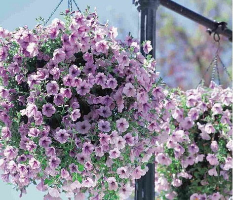 Image of Scarce Rare Phantom Petunia Flower bonsai 200pcs Pack Garden Bonsai Petunia