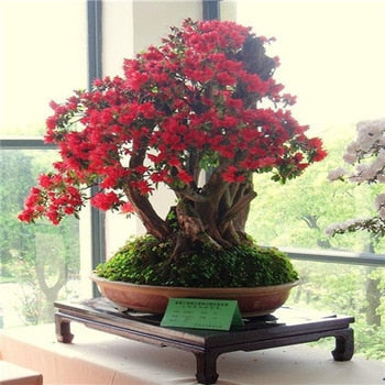 Image of New Arrival 5pcs Cerasus sp. bonsais Cherry blossoms Perennial Flower bonsais for Garden in Bonsai