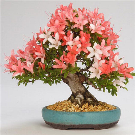 Image of New Arrival 5pcs Cerasus sp. bonsais Cherry blossoms Perennial Flower bonsais for Garden in Bonsai