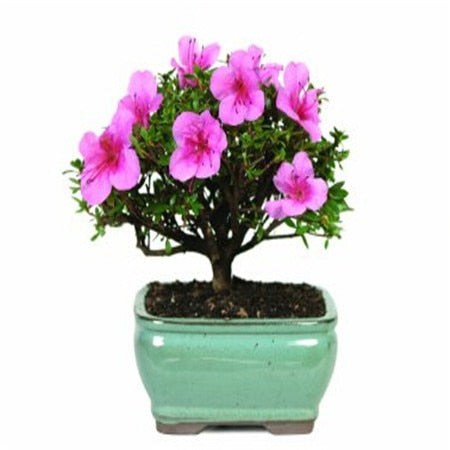 Image of New Arrival 5pcs Cerasus sp. bonsais Cherry blossoms Perennial Flower bonsais for Garden in Bonsai