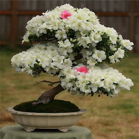 Image of New Arrival 5pcs Cerasus sp. bonsais Cherry blossoms Perennial Flower bonsais for Garden in Bonsai