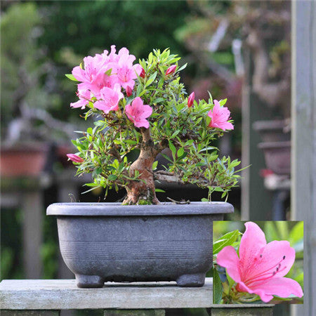 Image of New Arrival 5pcs Cerasus sp. bonsais Cherry blossoms Perennial Flower bonsais for Garden in Bonsai