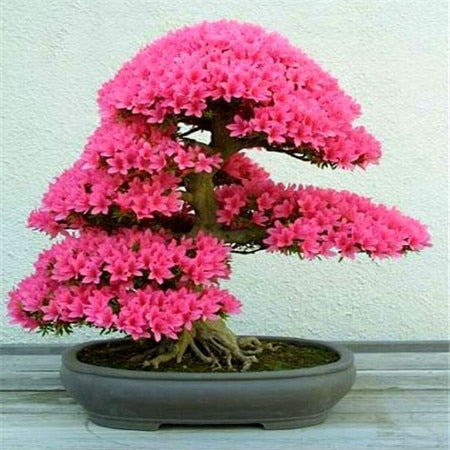 Image of New Arrival 5pcs Cerasus sp. bonsais Cherry blossoms Perennial Flower bonsais for Garden in Bonsai