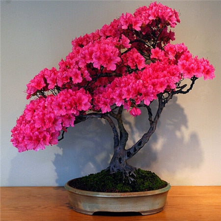 Image of New Arrival 5pcs Cerasus sp. bonsais Cherry blossoms Perennial Flower bonsais for Garden in Bonsai
