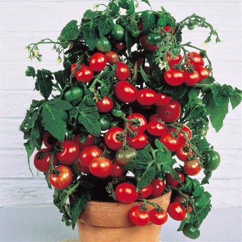 Image of Fresh red tomato bonsai Wang 200 Pcs healthy vegetable bonsais