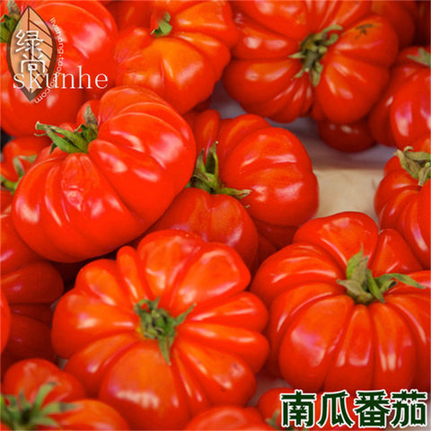 Image of Fresh red tomato bonsai Wang 200 Pcs healthy vegetable bonsais