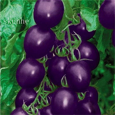 Image of Fresh red tomato bonsai Wang 200 Pcs healthy vegetable bonsais
