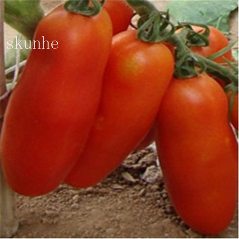 Image of Fresh red tomato bonsai Wang 200 Pcs healthy vegetable bonsais