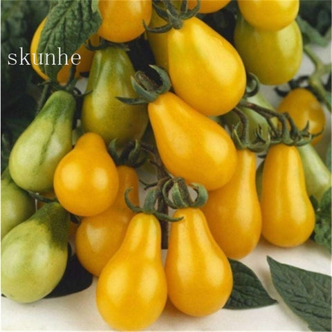 Image of Fresh red tomato bonsai Wang 200 Pcs healthy vegetable bonsais