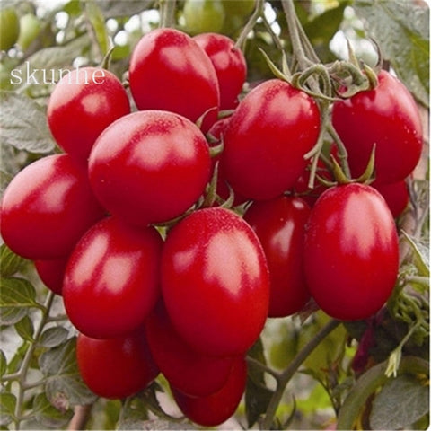 Image of Fresh red tomato bonsai Wang 200 Pcs healthy vegetable bonsais