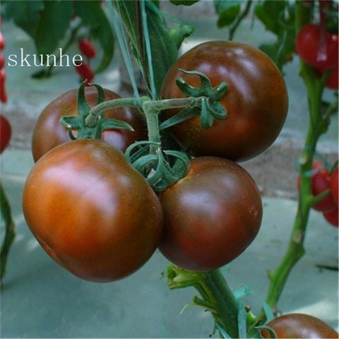 Image of Fresh red tomato bonsai Wang 200 Pcs healthy vegetable bonsais