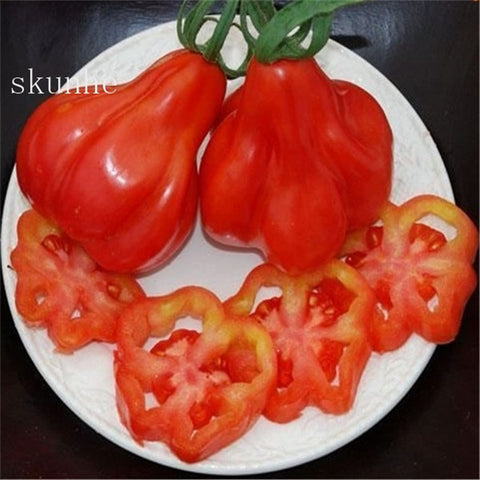 Image of Fresh red tomato bonsai Wang 200 Pcs healthy vegetable bonsais
