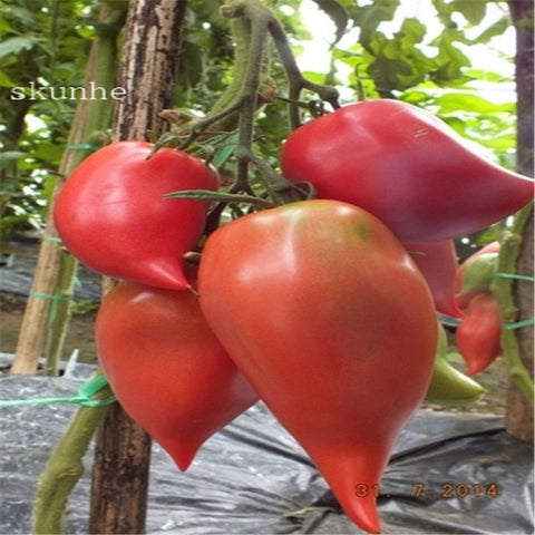 Image of Fresh red tomato bonsai Wang 200 Pcs healthy vegetable bonsais