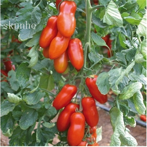 Image of Fresh red tomato bonsai Wang 200 Pcs healthy vegetable bonsais