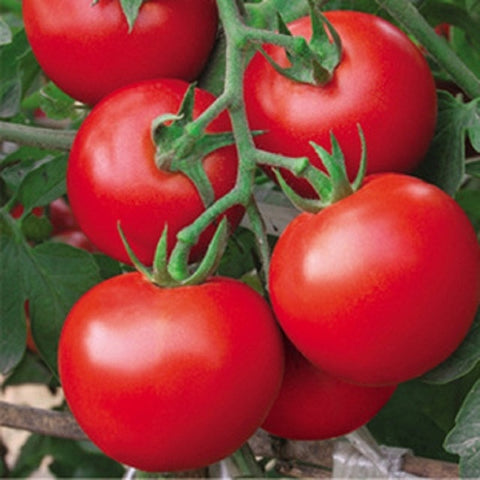 Image of Fresh red tomato bonsai Wang 200 Pcs healthy vegetable bonsais
