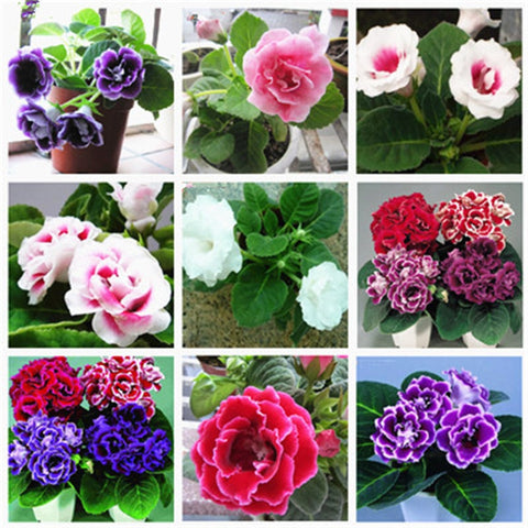 Image of 100 pcs Imported Gloxinia Plant Bonsai Perennial Sinningia Gloxinia Flower plants for Home Garden Pot Easy to Grow(da yan tong)