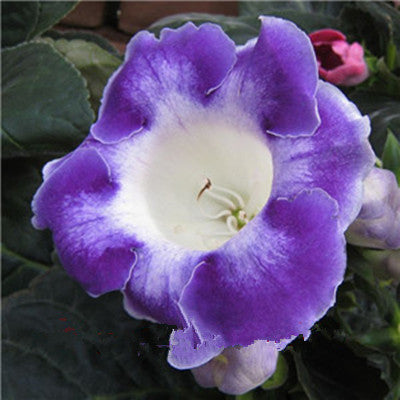 Image of 100 pcs Imported Gloxinia Plant Bonsai Perennial Sinningia Gloxinia Flower plants for Home Garden Pot Easy to Grow(da yan tong)