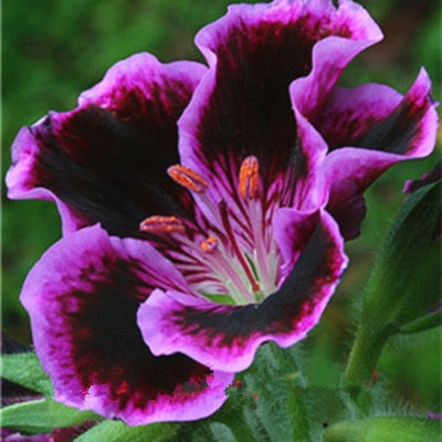 Image of 100 pcs Imported Gloxinia Plant Bonsai Perennial Sinningia Gloxinia Flower plants for Home Garden Pot Easy to Grow(da yan tong)