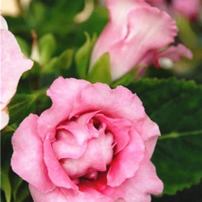 Image of 100 pcs Imported Gloxinia Plant Bonsai Perennial Sinningia Gloxinia Flower plants for Home Garden Pot Easy to Grow(da yan tong)