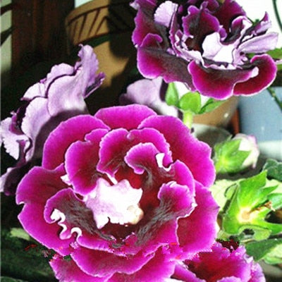 Image of 100 pcs Imported Gloxinia Plant Bonsai Perennial Sinningia Gloxinia Flower plants for Home Garden Pot Easy to Grow(da yan tong)