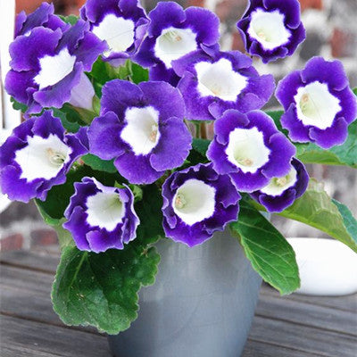 Image of 100 pcs Imported Gloxinia Plant Bonsai Perennial Sinningia Gloxinia Flower plants for Home Garden Pot Easy to Grow(da yan tong)