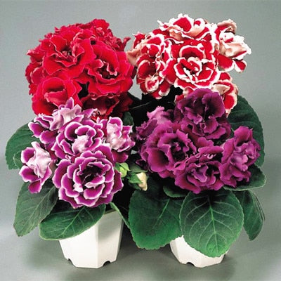 Image of 100 pcs Imported Gloxinia Plant Bonsai Perennial Sinningia Gloxinia Flower plants for Home Garden Pot Easy to Grow(da yan tong)