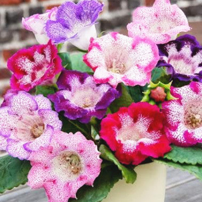 Image of 100 pcs Imported Gloxinia Plant Bonsai Perennial Sinningia Gloxinia Flower plants for Home Garden Pot Easy to Grow(da yan tong)