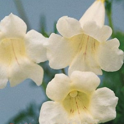 Image of 100 pcs Imported Gloxinia Plant Bonsai Perennial Sinningia Gloxinia Flower plants for Home Garden Pot Easy to Grow(da yan tong)