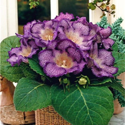 Image of 100 pcs Imported Gloxinia Plant Bonsai Perennial Sinningia Gloxinia Flower plants for Home Garden Pot Easy to Grow(da yan tong)