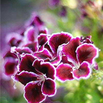 Image of 100 pcs Imported Gloxinia Plant Bonsai Perennial Sinningia Gloxinia Flower plants for Home Garden Pot Easy to Grow(da yan tong)