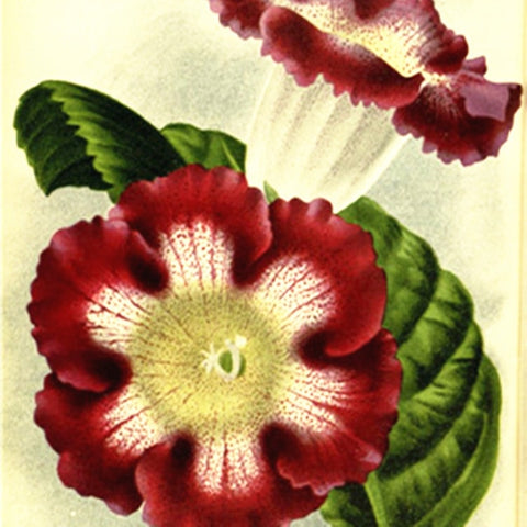 Image of 100 pcs Imported Gloxinia Plant Bonsai Perennial Sinningia Gloxinia Flower plants for Home Garden Pot Easy to Grow(da yan tong)