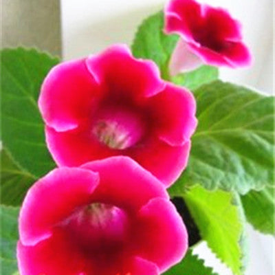 Image of 100 pcs Imported Gloxinia Plant Bonsai Perennial Sinningia Gloxinia Flower plants for Home Garden Pot Easy to Grow(da yan tong)