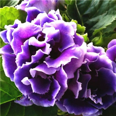 Image of 100 pcs Imported Gloxinia Plant Bonsai Perennial Sinningia Gloxinia Flower plants for Home Garden Pot Easy to Grow(da yan tong)