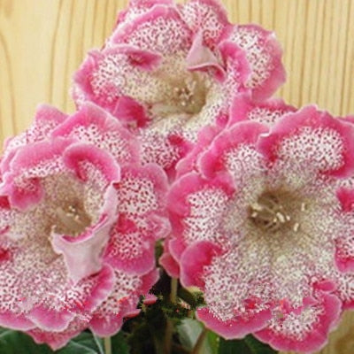 Image of 100 pcs Imported Gloxinia Plant Bonsai Perennial Sinningia Gloxinia Flower plants for Home Garden Pot Easy to Grow(da yan tong)