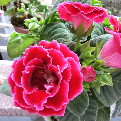 Image of 100 pcs Imported Gloxinia Plant Bonsai Perennial Sinningia Gloxinia Flower plants for Home Garden Pot Easy to Grow(da yan tong)