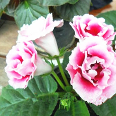 Image of 100 pcs Imported Gloxinia Plant Bonsai Perennial Sinningia Gloxinia Flower plants for Home Garden Pot Easy to Grow(da yan tong)