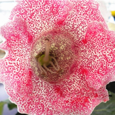 Image of 100 pcs Imported Gloxinia Plant Bonsai Perennial Sinningia Gloxinia Flower plants for Home Garden Pot Easy to Grow(da yan tong)
